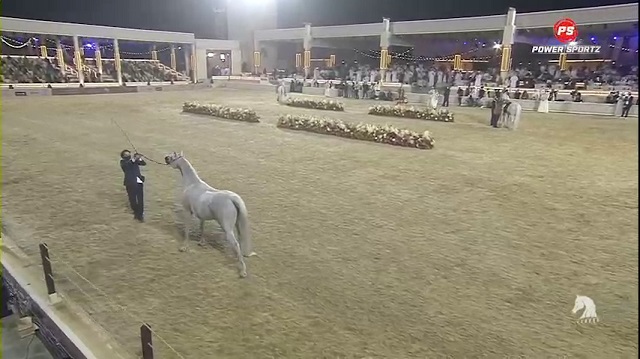 Sports: Highlights from the 2021 Katara International Arabian Horse Festival